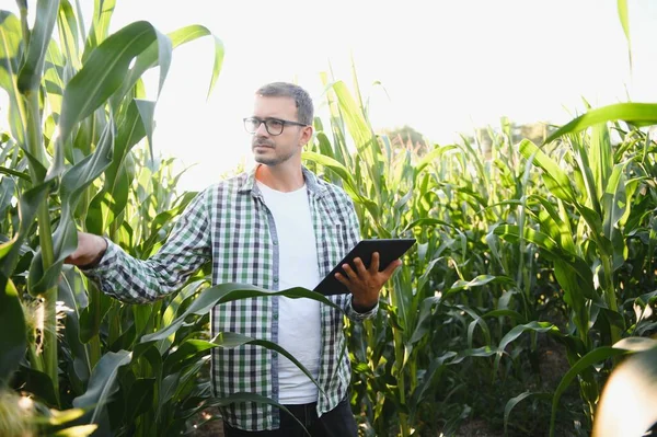 Mısır tarlasında genç ve yakışıklı tarım uzmanı hasat etmeden önce ekinleri inceliyor. Tarım sektörü konsepti. Mısır tarlasında duran tarım mühendisi
