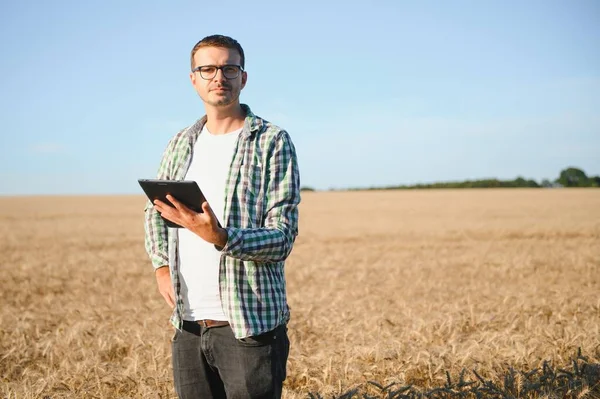 Çiftçi büyüyen buğday tarlasında duruyor. Ekinleri ektikten sonra inceliyor.