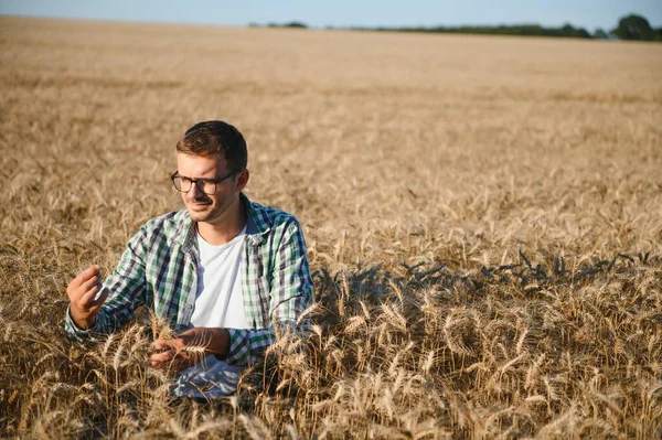 Çiftçi büyüyen buğday tarlasında duruyor. Ekinleri ektikten sonra inceliyor.