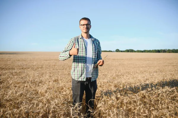 Farmer Inspecting Wheat Field — Foto de Stock