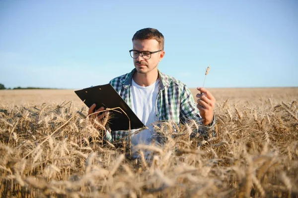A farmer inspecting wheat in a field