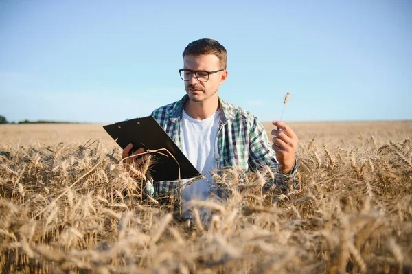 Farmer Inspecting Wheat Field — Stok fotoğraf