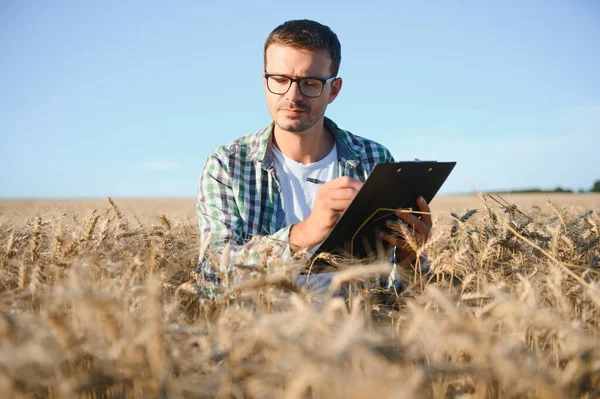 Farmer Inspecting Wheat Field — Stok fotoğraf
