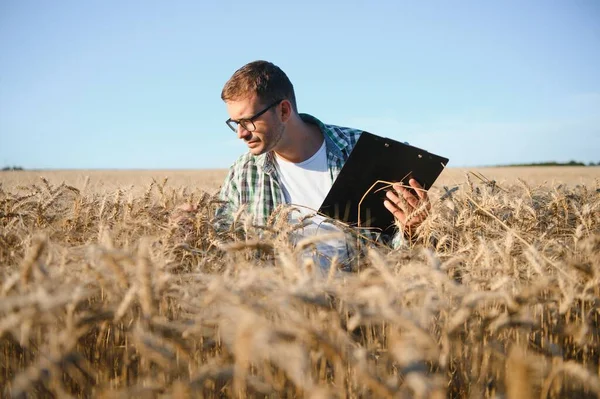 Çiftçi büyüyen buğday tarlasında duruyor. Ekinleri ektikten sonra inceliyor.