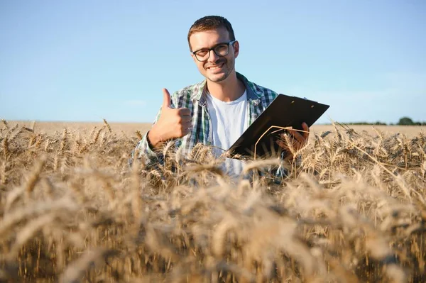 Фермер Стоїть Своєму Полі Вирощування Пшениці Він Оглядає Зерно Після — стокове фото