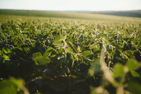 Dramatic landscape at sunset. Soybean lit by sunrays. Selective focus on detail