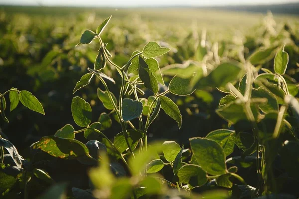 Soy Field Early Morning Soy Agriculture — Stock Photo, Image