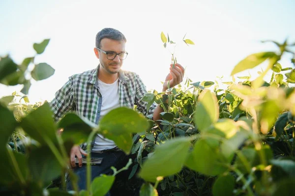 Tarımcı ya da çiftçi soya fasulyesi tarlasını inceliyor.