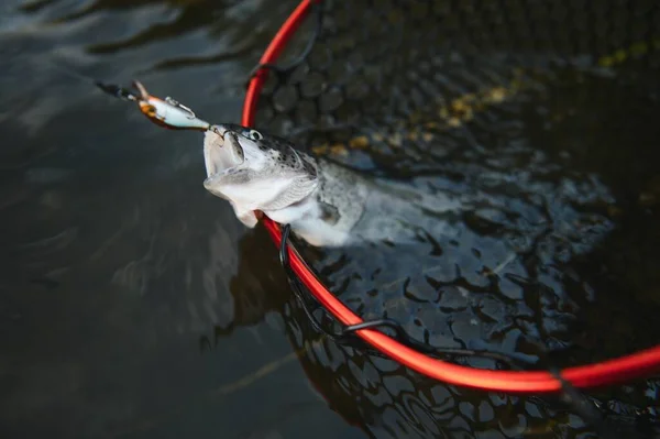 Closeup Truta Fario Capturado Pelo Pescador — Fotografia de Stock