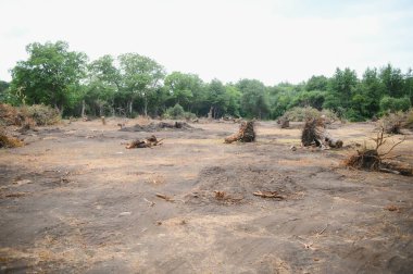 Deforestation environmental problem, rain forest destroyed for oil palm plantations.