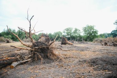 Deforestation concept. Stump of tree after cutting forest
