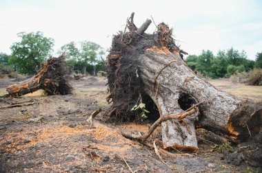 Deforestation concept. Stump of tree after cutting forest