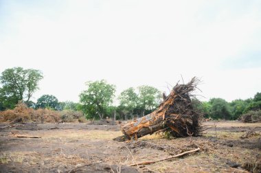 Deforestation environmental problem, rain forest destroyed for oil palm plantations.