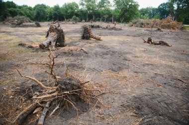 Deforestation environmental problem, rain forest destroyed for oil palm plantations.
