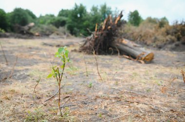Deforestation, Destruction of Deciduous Forests. Damage to Nature. Europe.