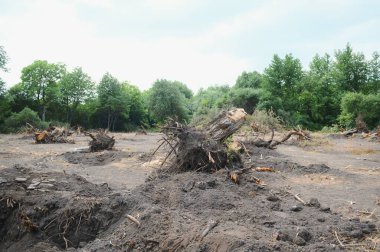 Deforestation environmental problem, rain forest destroyed for oil palm plantations.