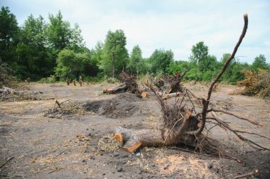 Deforestation environmental problem, rain forest destroyed for oil palm plantations.