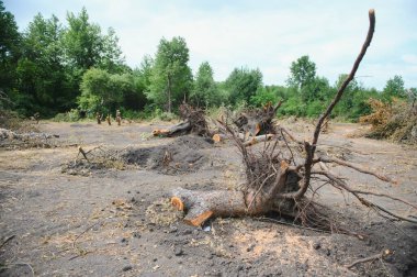 Deforestation concept. Stump of tree after cutting forest