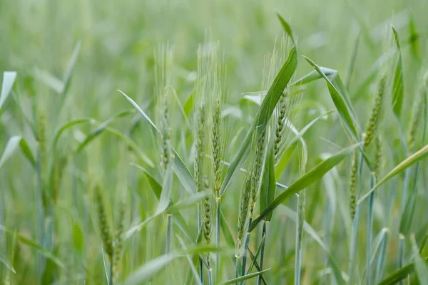 Groene Tarweveld Zonnige Dag — Stockfoto