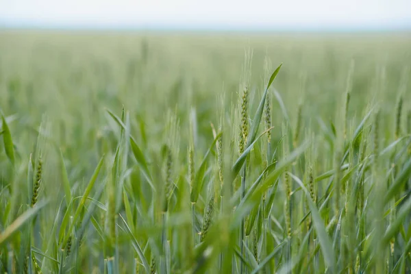 Green Wheat Field Close Image — Stockfoto
