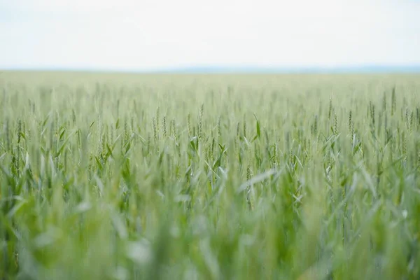 Green Wheat Whistle Wheat Bran Fields Wheat Shist — 스톡 사진