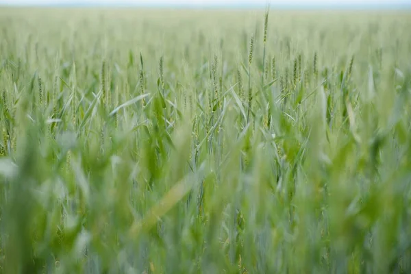 Green Wheat Whistle Wheat Bran Fields Wheat Shist — Stockfoto