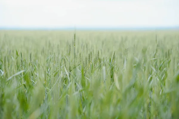 Green Wheat Field Close Image — Stockfoto