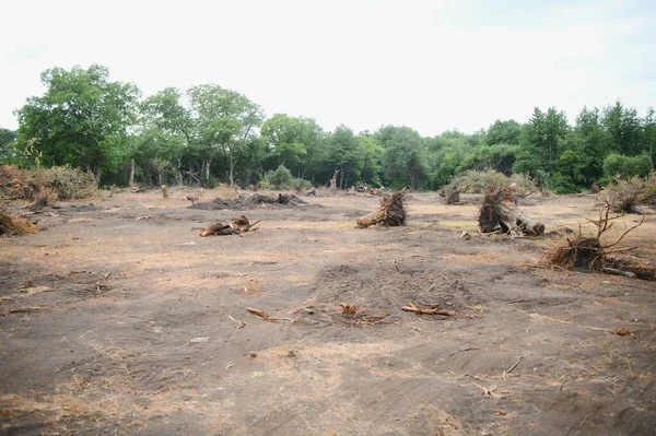Deforestation environmental problem, rain forest destroyed for oil palm plantations.