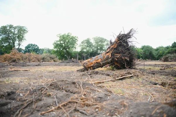 Deforestation environmental problem, rain forest destroyed for oil palm plantations.