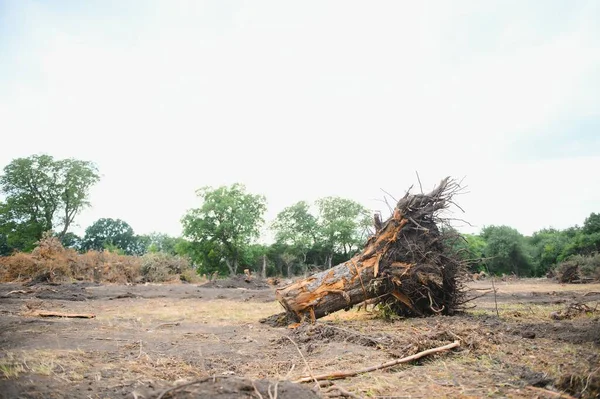 Deforestation Environmental Problem Rain Forest Destroyed Oil Palm Plantations —  Fotos de Stock