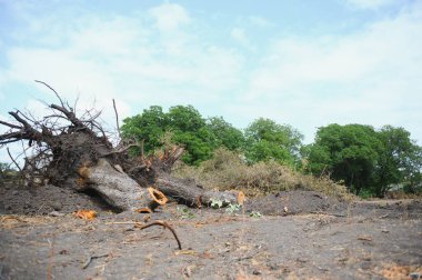 the concept of nature protection. Deforestation