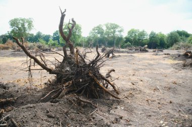 the concept of nature protection. Deforestation