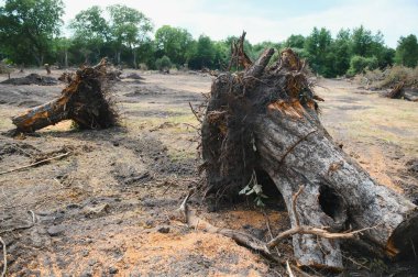 Deforestation concept. Stump of tree after cutting forest