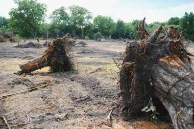 Deforestation environmental problem, rain forest destroyed for oil palm plantations.