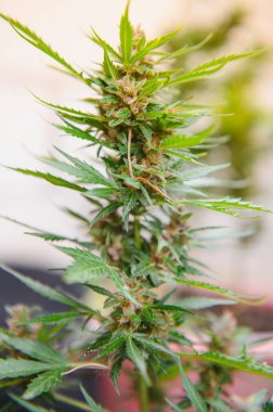 Arka plan gölgelik tomurcuklanma kapalı esrar bitki