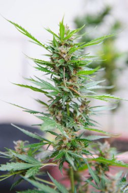 cannabis (marijuana) plant. growing marijuana at home for medical purposes.