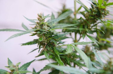 Arka plan gölgelik tomurcuklanma kapalı esrar bitki