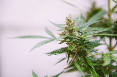 Abstract, soft focus using macro lens. Intense detail of flowering cannabis plant. Medical hemp growing on organic farm. Outdoor, natural lighting. Beautiful trichomes on cannabis plant. Healthy hemp.