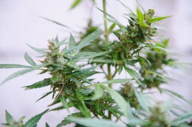 Arka plan gölgelik tomurcuklanma kapalı esrar bitki