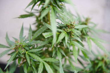 indoor medical cannabis in bloom marijuana plant home