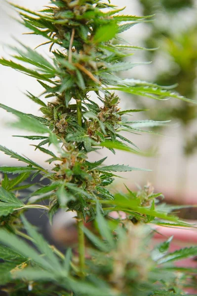 Hemp Marijuana flower Indoor growing. Home Cannabis grow operation. Grow legal Recreational Marijuana. Planting cannabis
