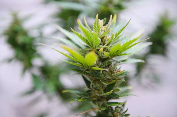 Background Canopy Budding Indoor Marijuana Plants — Stock Photo, Image
