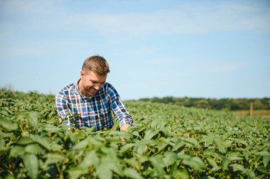 Soya tarlasında genç bir çiftçi.