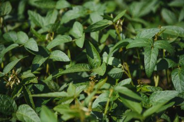Soy pods at sunset, close up. Agricultural soy plantation and sunshine. Soy bean plant in sunny field . Green growing soybeans against sunlight.