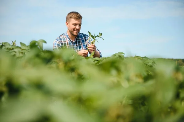 Фермер Агроном Изучает Растения Зеленой Сои Поле — стоковое фото