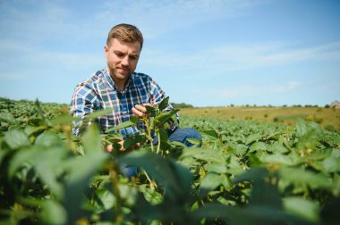 Soya tarlasında tarımcı çiftçi ekinleri kontrol ediyor. Organik gıda üretimi ve yetiştirilmesi.
