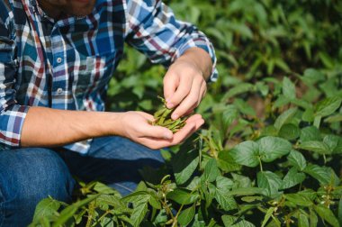 Agronomist tarlada yetişen soya fasulyesi ekinlerini inceliyor. Tarım üretim konsepti. Genç tarımcı yazın tarlada soya fasulyesi mahsulünü inceliyor. Soya tarlasında çiftçi