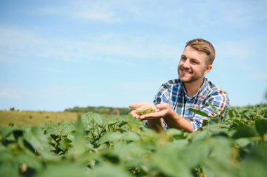 Agronomist tarlada yetişen soya fasulyesi ekinlerini inceliyor. Tarım üretim konsepti. Genç tarımcı yazın tarlada soya fasulyesi mahsulünü inceliyor. Soya tarlasında çiftçi