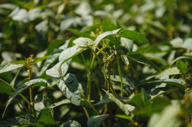 Gün batımında açık soya fasulyesi tarlası.