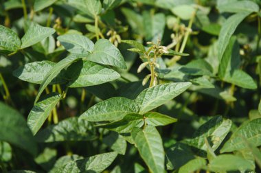 Soy pods at sunset, close up. Agricultural soy plantation and sunshine. Soy bean plant in sunny field . Green growing soybeans against sunlight.